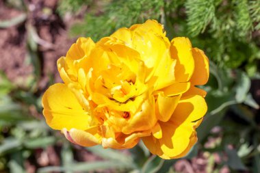 Büyük, çift parlak sarı lale güneşte çiçek açar.