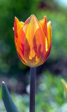 Narin pembe lale bahar güneşinde çiçek açar.