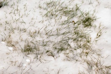 kar altında yeşil çimen