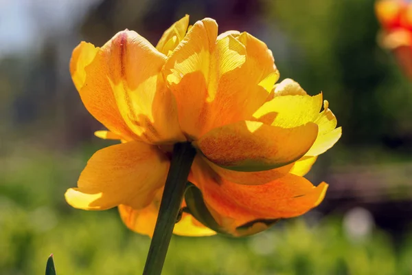 Large Double Pale Yellow Tulip Blossoms Sun — Stock Photo, Image