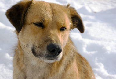 Kızıl saçlı sokak köpeği üzgün görünüşlü portre.