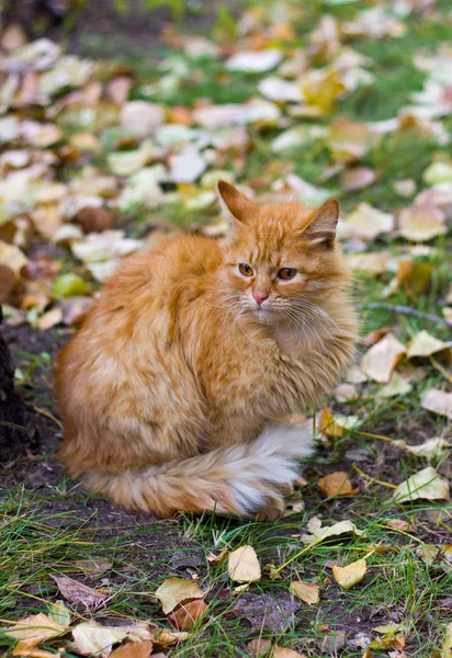 시끌벅적 산책을 고양이슬픈 — 스톡 사진