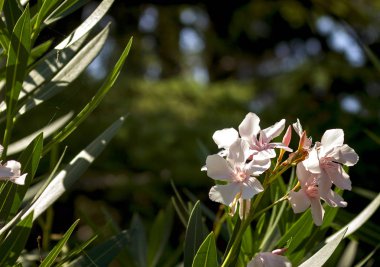 Gün ışığında narin pembe zakkum çiçekleri metnin altında kapalı bir yerde.