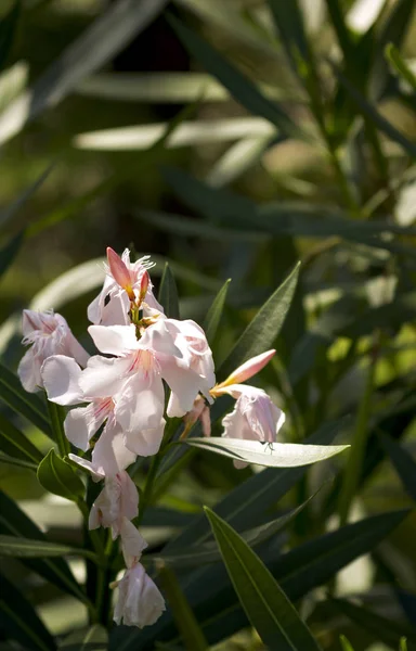 Finom Rózsaszín Oleander Virágok Napsütésben Közelkép Hely Szöveg Alatt — Stock Fotó