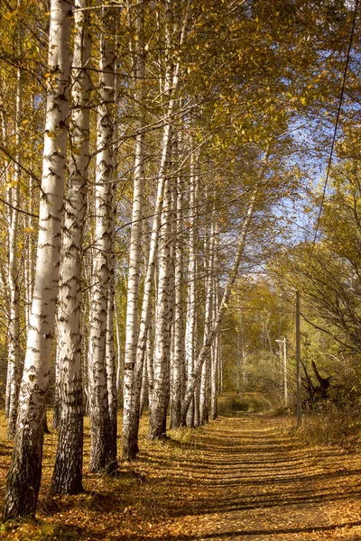 Beautiful Autumn Birch Forest Yellow Leaves Sun Rays Pass Trees — ストック写真