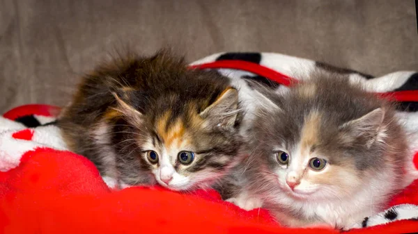 Δύο Μικρά Πολύχρωμα Χνουδωτά Γατάκια Κάθονται Δίπλα Δίπλα Ένα Κόκκινο — Φωτογραφία Αρχείου