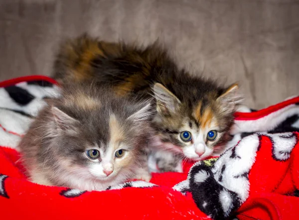 Dwa Małe Wielobarwne Puszyste Kociaki Siedzą Obok Siebie Czerwonej Kratce — Zdjęcie stockowe