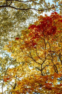 Altın gibi parlak sarı yaprakları olan sonbahar akçaağaç ağaçları gökyüzüne yakın.