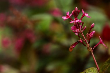 Batı hint mor çiçek