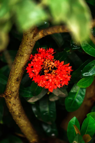 Hint kırmızı yasemin