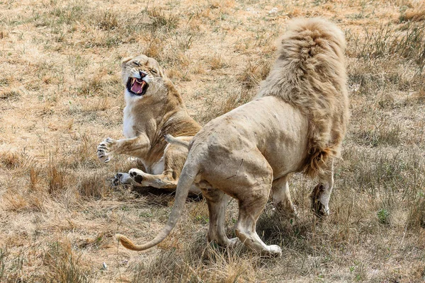fight of a lion and a lioness