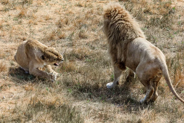 fight of a lion and a lioness