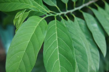 Annona gider, yeşil yapraklar