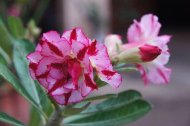 Açelya, çiçekler, pembe, güzel, beyaz, yeşil, ağaç