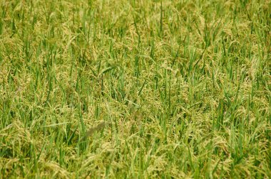 Pirinç bitkisinin sarı tohumları var.. 