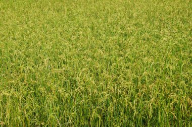 Pirinç bitkisinin sarı tohumları var.. 