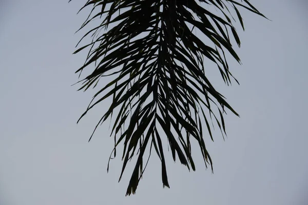 Leaves Dusk Blue Sky White Clouds — Stock Photo, Image