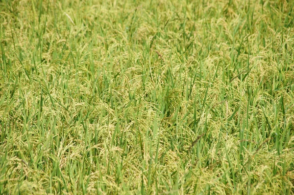 Planta Arroz Está Tendo Sementes Amarelas — Fotografia de Stock