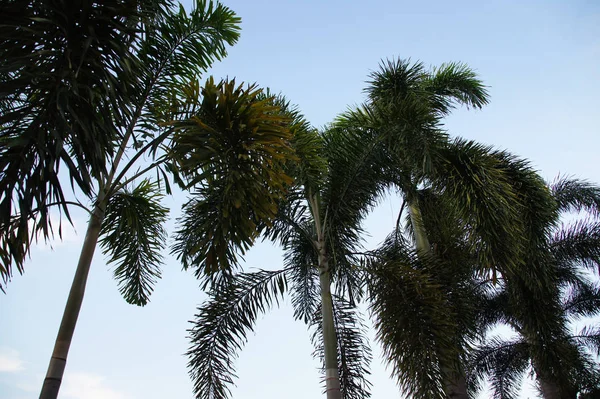 Palmeira Verde Espécies Raposas Céu Azul — Fotografia de Stock