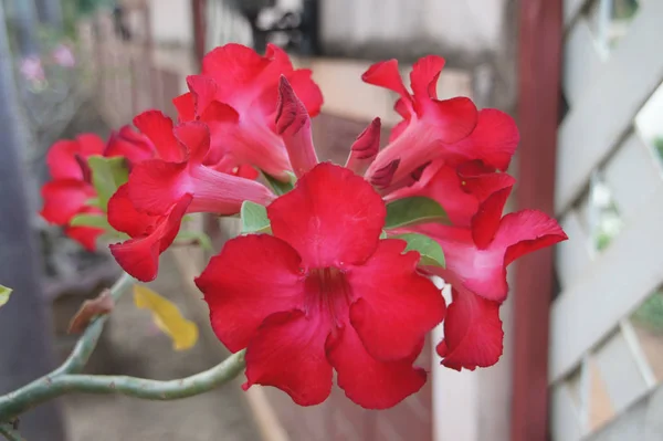 美しい濃紅色の花ツツジの名前 — ストック写真