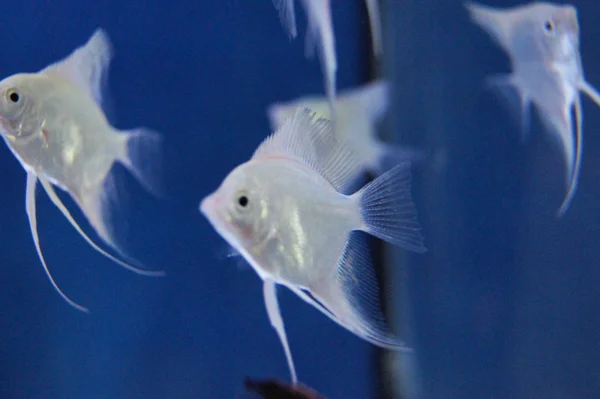 beautiful fish, white, blue background