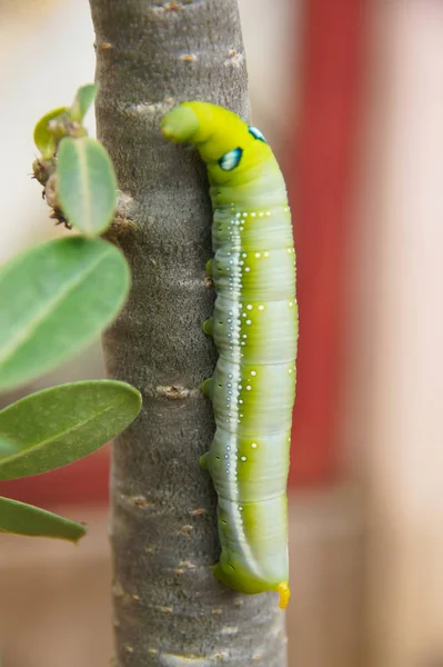 Gusanos Verde Blancos Los Árboles — Foto de Stock