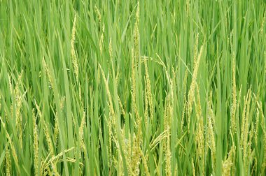güzel yeşil pirinç tarlaları, yeşil yapraklar, sarı tohumlar, arkaplan resmi
