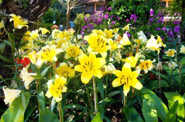 Bir sürü sarı çiçek bahçesi, doğal olarak güzel.