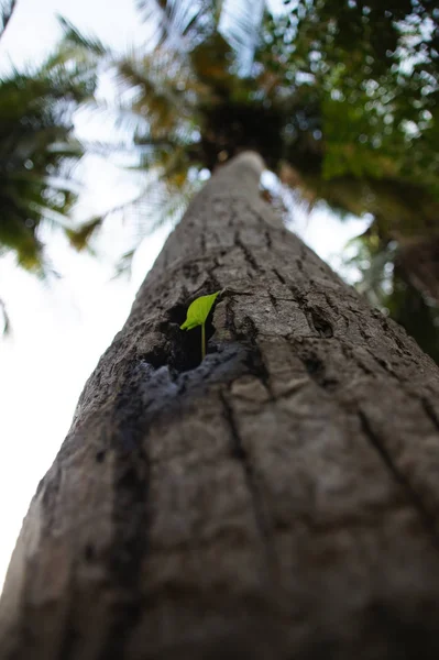 Uma Pequena Árvore Cresce Uma Grande Árvore Buraco Uma Grande — Fotografia de Stock