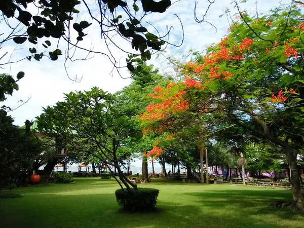 Πράσινο Κήπο Δέντρο Πράσινο Γκαζόν Πορτοκαλί Λουλούδια — Φωτογραφία Αρχείου