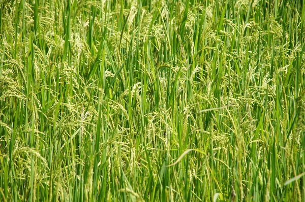 Зелений Рис Даний Час Має Жовте Насіння — стокове фото