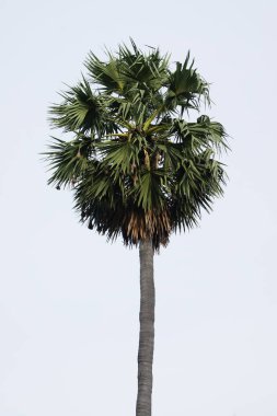 uzun boylu yeşil palmiye ağacı