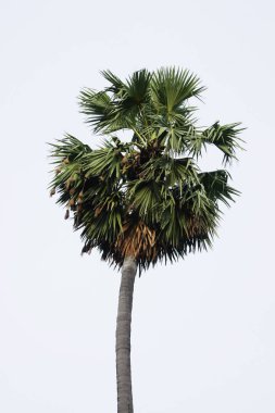 uzun boylu yeşil palmiye ağacı