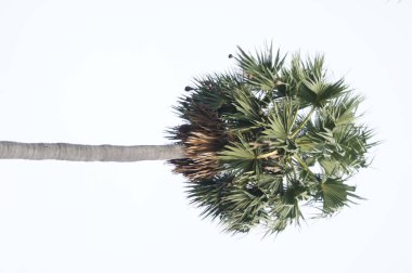 uzun boylu yeşil palmiye ağacı