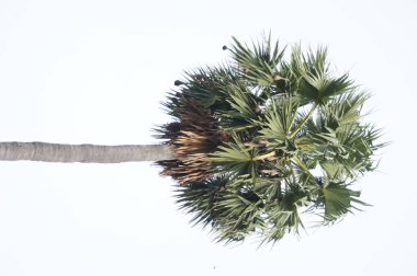 uzun boylu yeşil palmiye ağacı