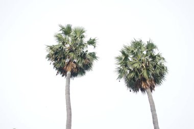 uzun boylu yeşil palmiye ağacı