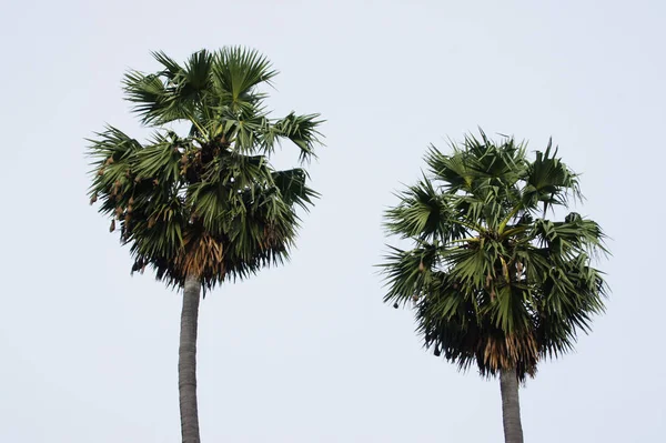 uzun boylu yeşil palmiye ağacı