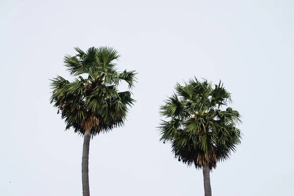 Palmeira Verde Alta — Fotografia de Stock