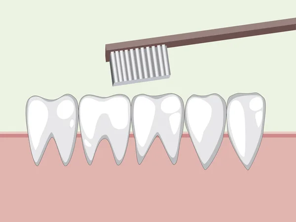 Vector de dientes sanos en la encía y el cepillo de dientes — Archivo Imágenes Vectoriales