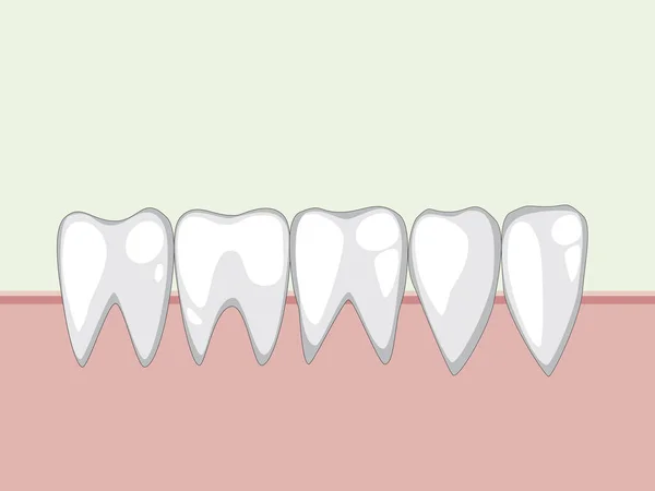 Vector white healthy teeth in the gum — Stock Vector