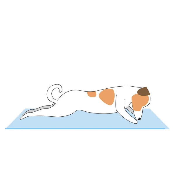 Jack Russell Terrier Personaje Perro Haciendo Yoga Asanas Acostado Sobre — Archivo Imágenes Vectoriales