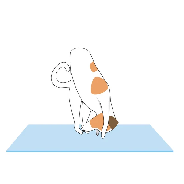 Jack Russell Terrier Personagem Cão Fazendo Ioga Asanas Curvando Para —  Vetores de Stock