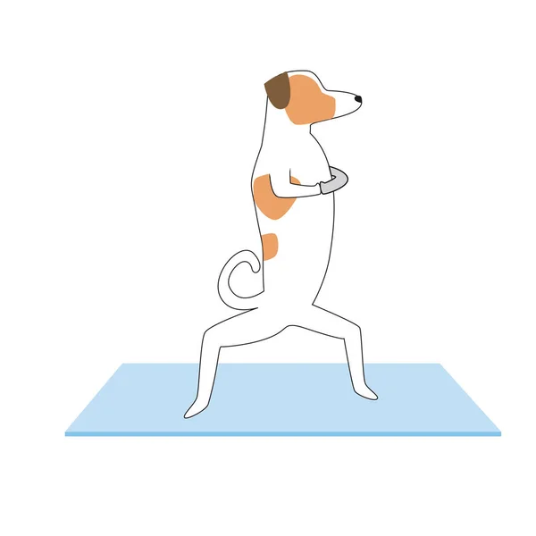 狗的角色在做瑜伽或阿桑那来伸展腿或臀部 白色背景下孤立的杰克 鲁塞尔犬的平面向量图 如运动 瑜伽概念 — 图库矢量图片