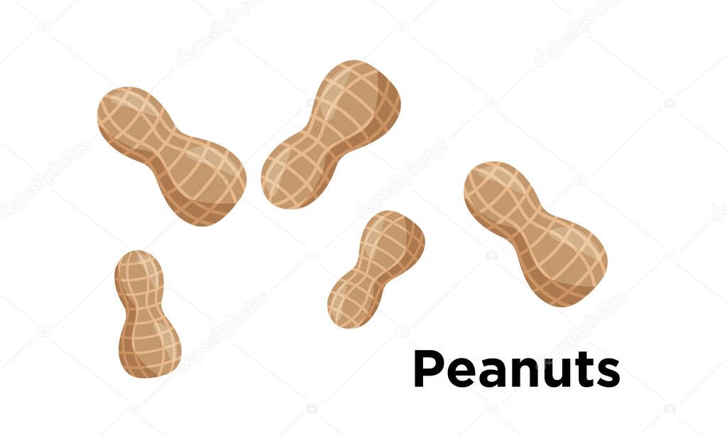 Peanuts in close up vector, world food day. Unpeeled nuts isolated on white background. Healthy & tasty peanut snack, macro nutrition. Vector Illustration.
