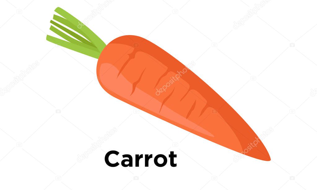 Carrot, Raw & fresh carrot with roots isolated on white background. Vector Illustration