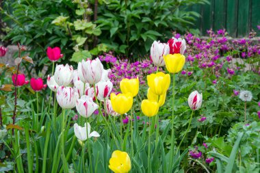 Bulanık yeşil arka plan, bahar duvar kağıdı, çiçek arka plan, lale alan ile güzel pembe ve kırmızı lale grubu
