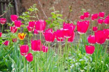 Bulanık yeşil arka plan, bahar duvar kağıdı, çiçek arka plan, lale alan ile güzel pembe ve kırmızı lale grubu