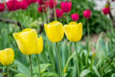 Bulanık yeşil arka plan, bahar duvar kağıdı, çiçek arka plan, lale alanı ile güzel sarı lale grubu