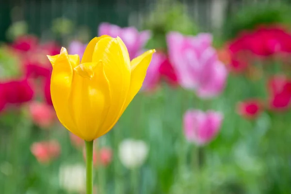 Close-up of a single tulip flower with blurred flowers as background, spring wallpaper, selective focus, colorful tulips field