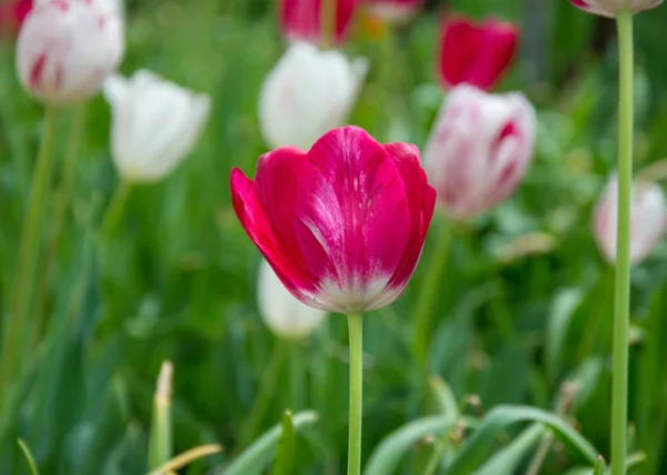 Группа Красивых Розовых Красных Тюльпанов Размытым Зеленым Фоном Весенние Обои — стоковое фото